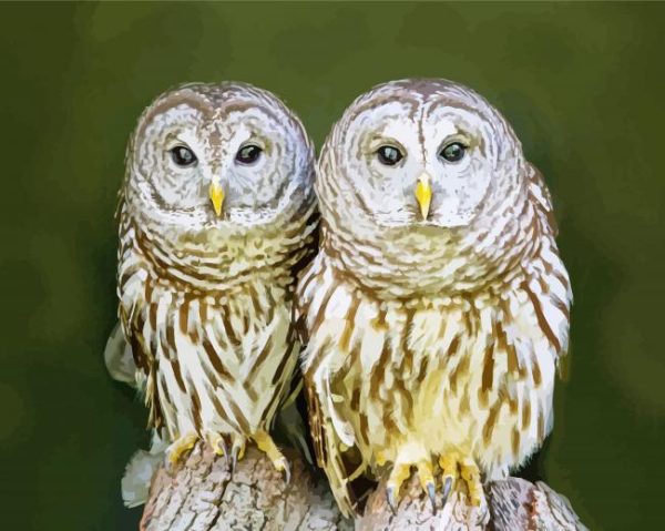 Owl Couple Love paint by number