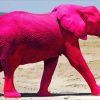 Pink Elephant paint by number