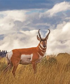 Pronghorn Wild Animal paint by number