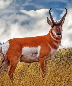 Pronghorn Animal paint by number