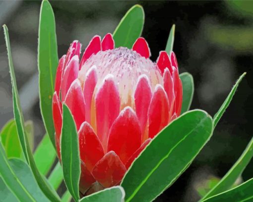 Red Proteas Flower paint by number