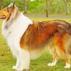 Rough Collie Dog paint by number