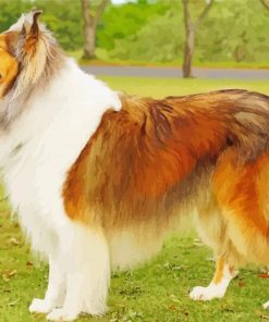 Rough Collie Dog paint by number