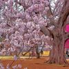 Sakura Garden paint by number