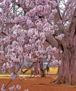 Sakura Garden paint by number