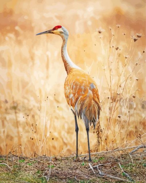 Sandhill Crane paint by number