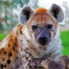 Spotted Hyena paint by number