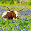 Texas Bluebonnets And Longhorn paint by number