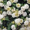 White Lantanas Flowers paint by number