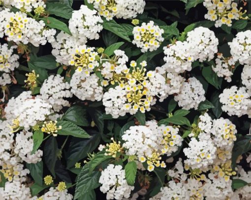 White Lantanas Flowers paint by number