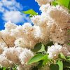 White Lilac Flowering Plant paint by number