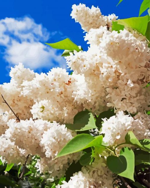 White Lilac Flowering Plant paint by number