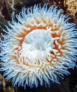 White Sea Anemone paint by number