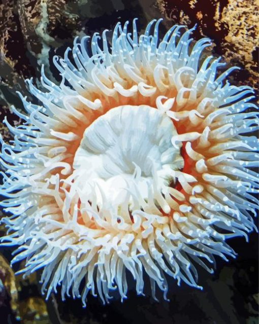 White Sea Anemone paint by number