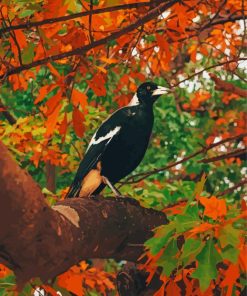 Australian Magpies Bird paint by number