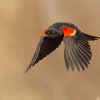 Flying Red Winged Blackbird paint by number