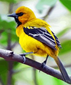 Yellow Oriole Bird paint by number