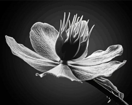 Black And White Hellebore paint by number