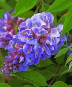 Blue Wisteria Plant paint by number