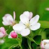 Apple Blossoms paint by number