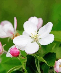 Apple Blossoms paint by number