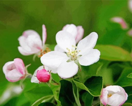 Apple Blossoms paint by number