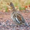 Ruffed Grouse paint by number