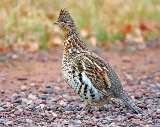 Ruffed Grouse paint by number