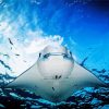 Manta Rays paint by number