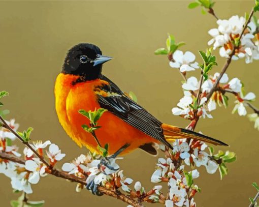 Baltimore Oriole On Tree paint by number