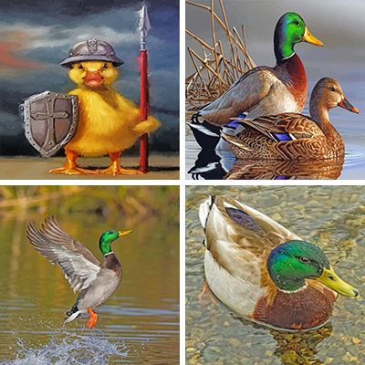 Duck Paint By Numbers