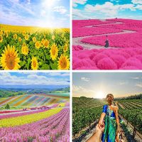 Field Paint By Numbers