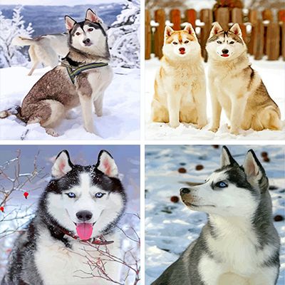 Huskies Paint By Numbers