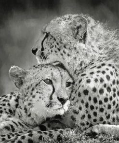 Black And White Cheetahs paint by numbers