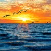 Captiva Island Florida Sunrise paint by numbers