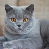 Grey Cat With Orange Eyes Pet Paint by Numbers