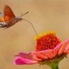 Hummingbird Hawk Moth On Flower Paint by Numbers