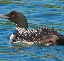 Lake With Bird Loon Paint by Numbers