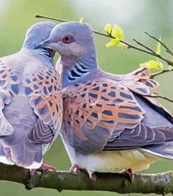 Turtle Dove Paint by Numbers