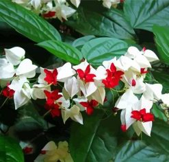 White Bleeding Heart Paint by Numbers