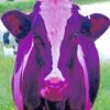 Purple Cow paint by numbers