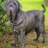 Neapolitan Mastiff Pet Paint by Numbers