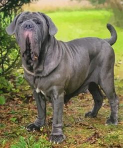 Neapolitan Mastiff Pet Paint by Numbers