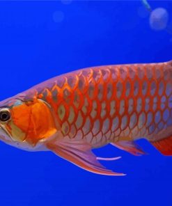 Orange Arowana Fish paint by numbers