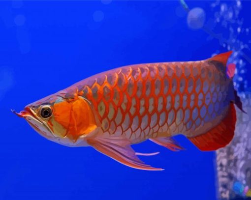 Orange Arowana Fish paint by numbers