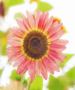 Rare Pink Helianthus Sunflower Paint by Numbers