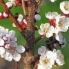 White Flowering Trees Blooming paint by numbers