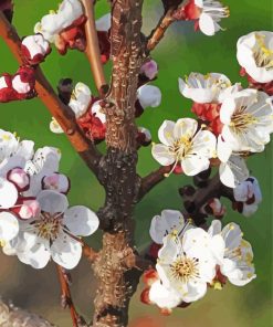 White Flowering Trees Blooming paint by numbers