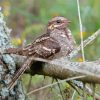 Wild Nightjar Bird Paint by Numbers