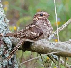 Wild Nightjar Bird Paint by Numbers